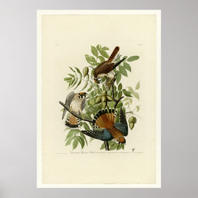 American Sparrow Hawk Poster (Front)