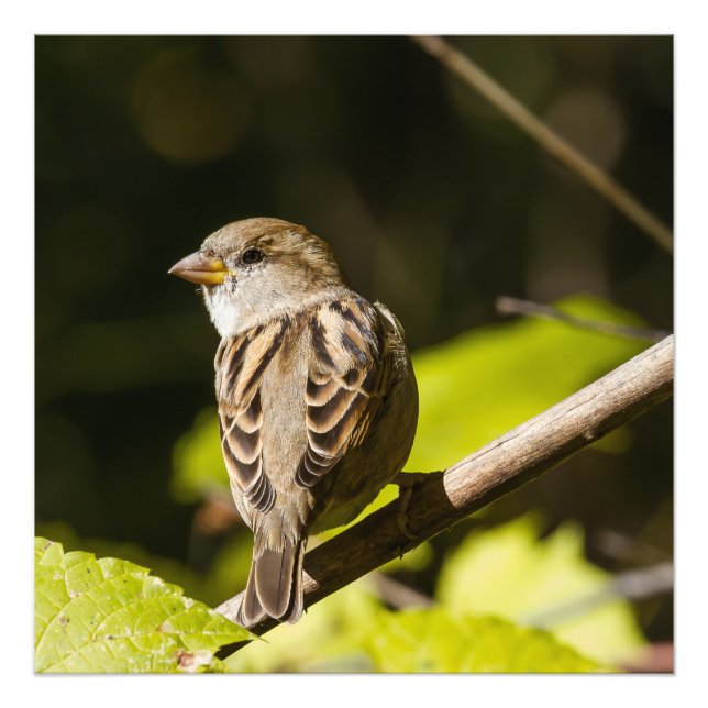 American Sparrow Photography Square Print (Front)