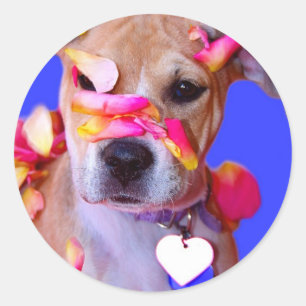 American Staffordshire Terrier Boxer Mix Puppy Dog Classic Round Sticker
