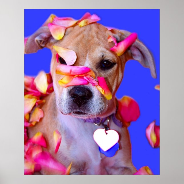 American Staffordshire Terrier Boxer Mix Puppy Dog Poster (Front)