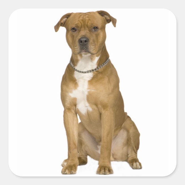 American Staffordshire Terrier Dog Sticker Seals (Front)
