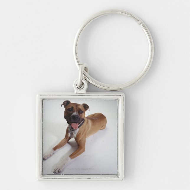 American Staffordshire Terrier lying down, Keychain (Front)