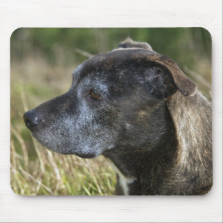 American Staffordshire Terrier Mouse Pad