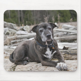 American Staffordshire Terrier - Mousepad