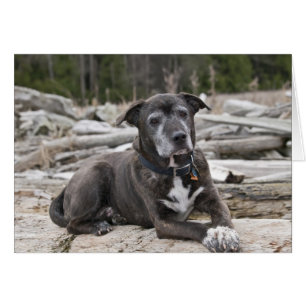 American Staffordshire Terrier Photo Card