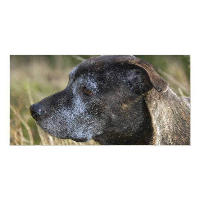American Staffordshire Terrier Photo Card (Front)