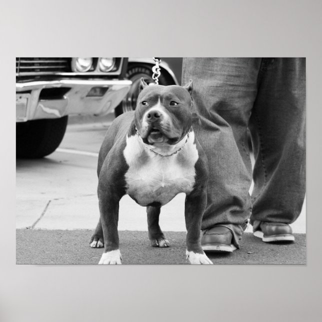American Staffordshire Terrier Poster (Front)