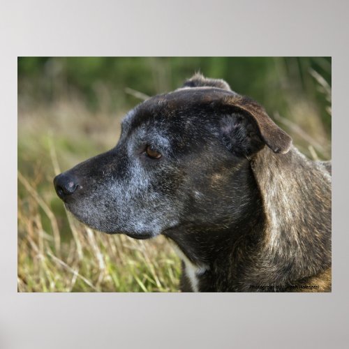 American Staffordshire Terrier Prints