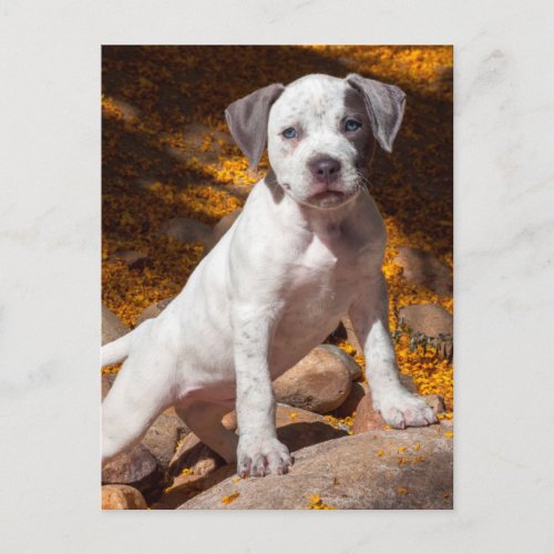 American Staffordshire Terrier puppy Portrait 2 Postcard