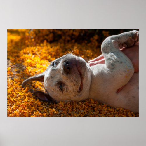 American Staffordshire Terrier puppy Portrait 3 Poster