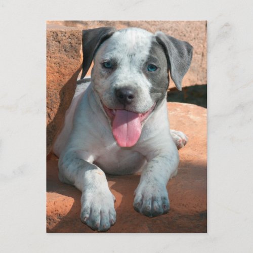American Staffordshire Terrier puppy Portrait Postcard