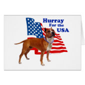 American Staffordshire Terrier USA (Front Horizontal)