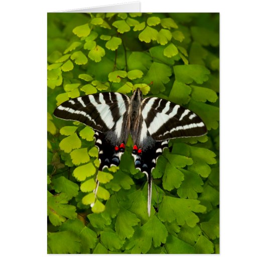 American Swallowtail Butterfly Cards (Front)