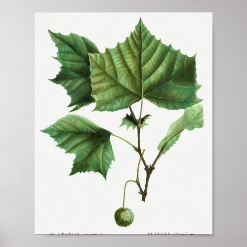 American sycamore Platanus occidentalis from Tra Poster