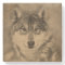 American Timber Wolf Pencil Drawing
