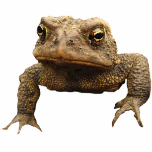 American Toad Acrylic Keychain Statuette