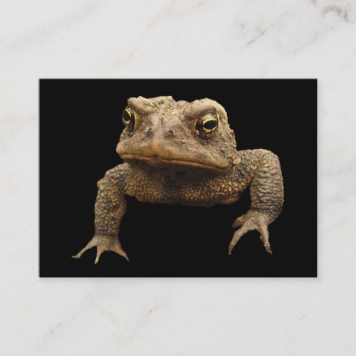 American Toad ATC Business Card