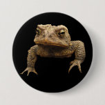 American Toad Button