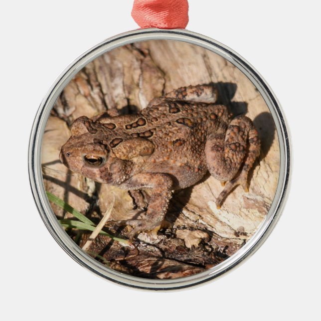 American Toad Metal Ornament (Front)