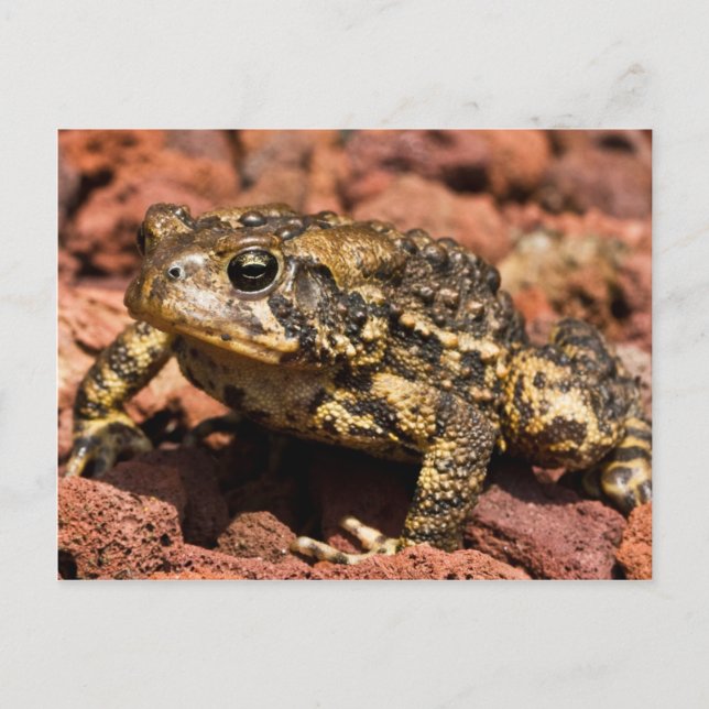 American Toad Postcard (Front)