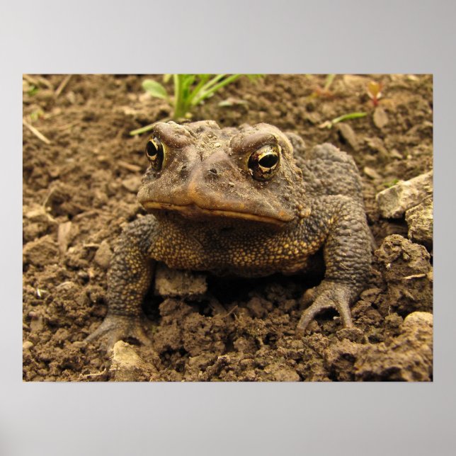 American Toad Poster (Front)