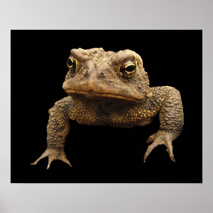 American Toad Poster