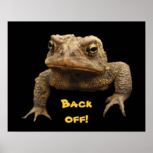 American Toad Poster