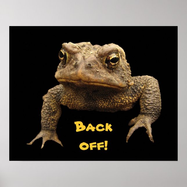 American Toad Poster (Front)