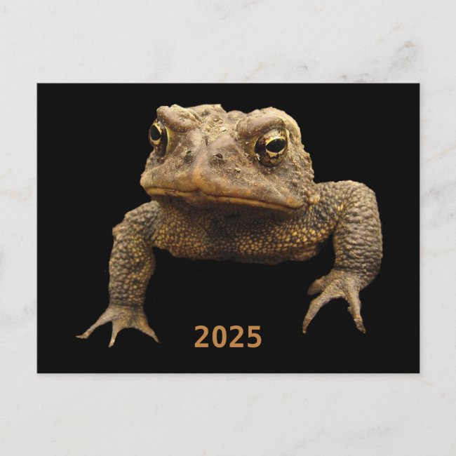 American Toad with 2025 Calendar on Back Postcard