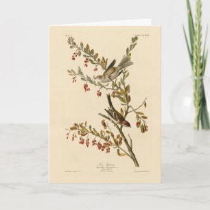 American Tree Sparrow, Audubon's Birds of America Card
