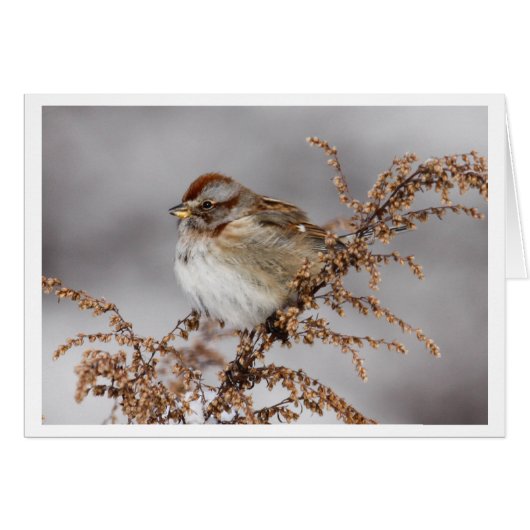 American Tree Sparrow Cards (Front Horizontal)