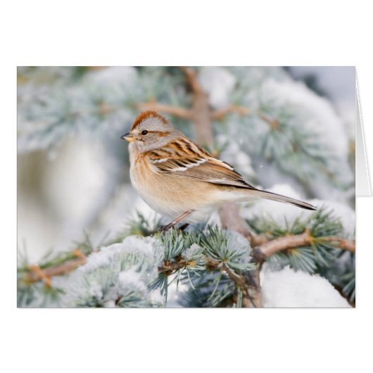 American Tree Sparrow in winter Cards (Front Horizontal)