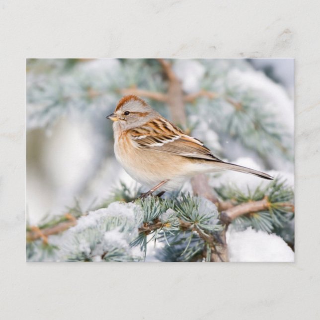 American Tree Sparrow in winter Postcard (Front)