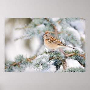 American Tree Sparrow in winter Poster