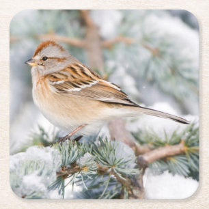 American Tree Sparrow in winter Square Paper Coaster