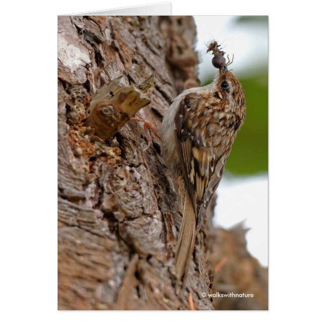 American Treecreeper with Bug Cards (Front)
