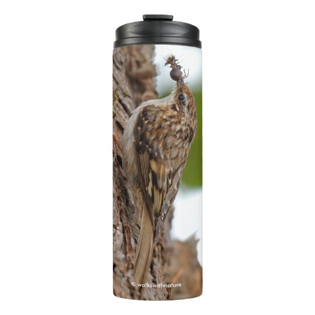 American Treecreeper with Bug Thermal Tumbler (Front)