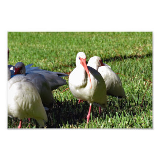 American White Ibis Photo Print