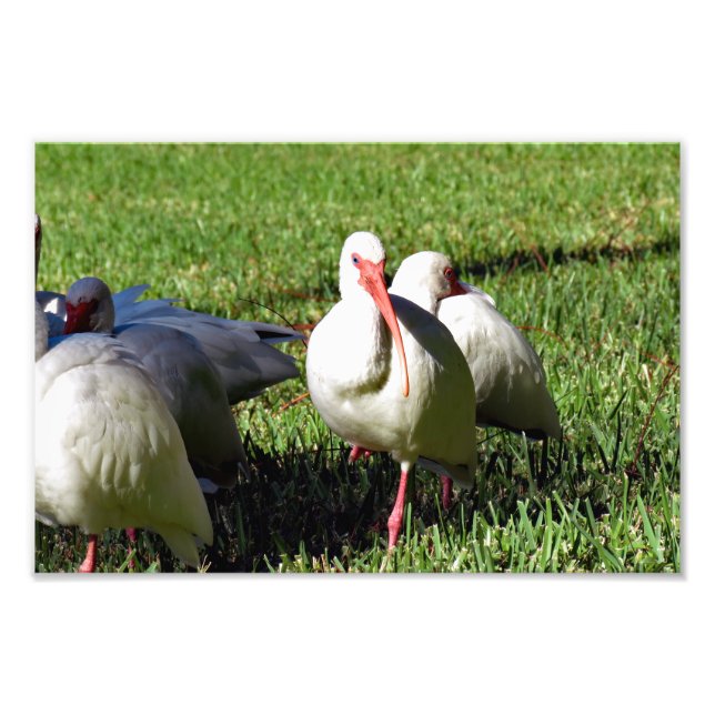 American White Ibis Photo Print (Front)