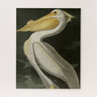 American White Pelican, Audubon's Birds of America