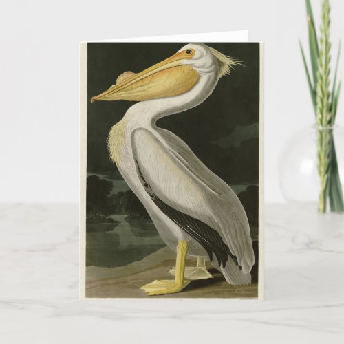 American White Pelican Audubons Birds of America Thank You Card