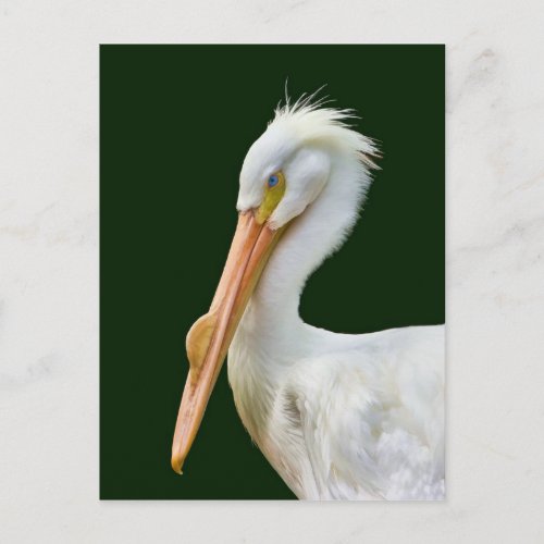 American White Pelican Bird Postcard