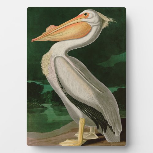 American White Pelican Birds of America Audubon Plaque