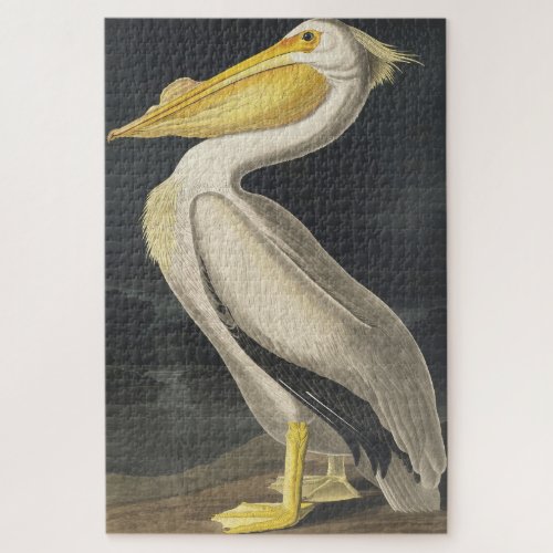 American White Pelican from Birds of America Jigsaw Puzzle