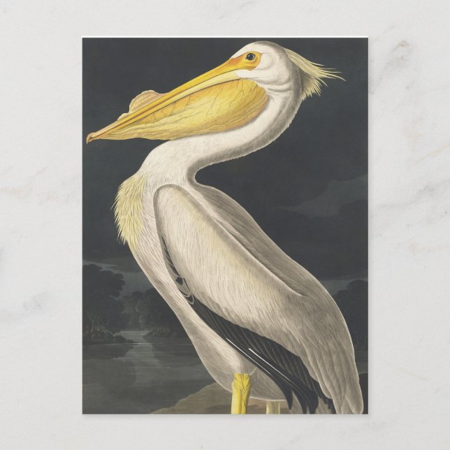 American White Pelican from Birds of America Postcard (Front)