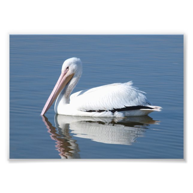 American White Pelican Photo Print (Front)