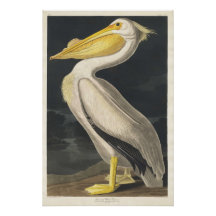 American White Pelican
