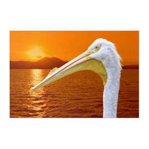 American White Pelican sunset in Corfu Acrylic Print