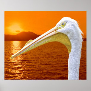American White Pelican sunset in Corfu Poster