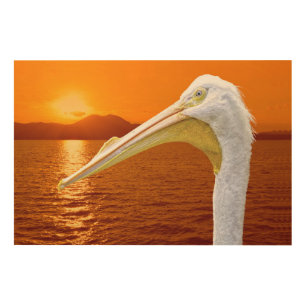 American White Pelican sunset in Corfu Wood Wall Art